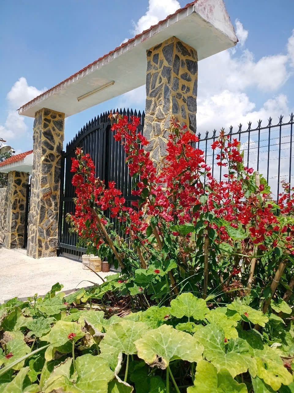 Bán nhà vườn thị trấn Hậu Nghĩa tdt 875m2 ( 200m2 thổ ) giá 6,8 tỷ 2
