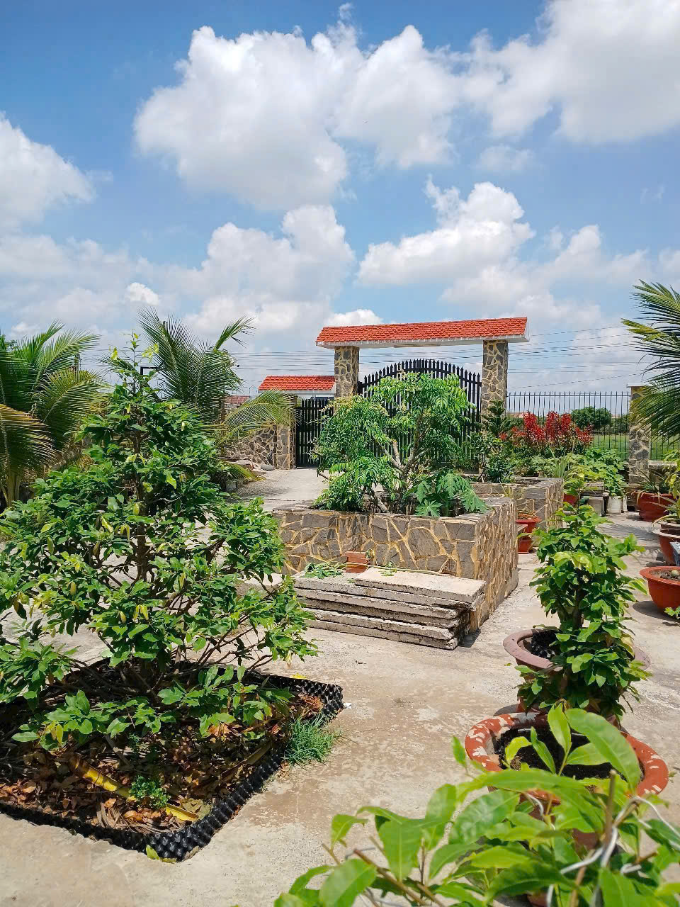 Bán nhà vườn thị trấn Hậu Nghĩa tdt 875m2 ( 200m2 thổ ) giá 6,8 tỷ 3