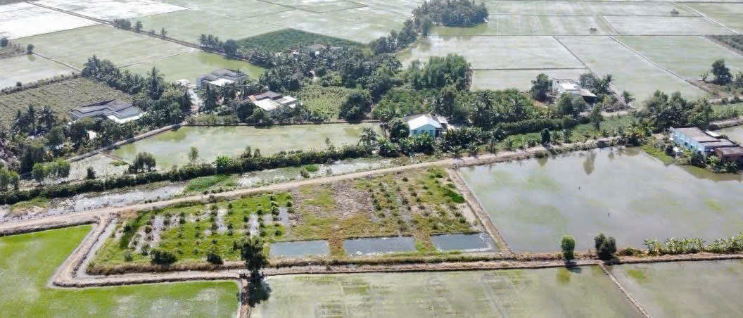 Bán đất mặt tiền kênh xã Tân Thành, Thủ Thừa dt 1000m2 (290m2 thổ) đường đá xanh oto giá 1,15 tỷ 4