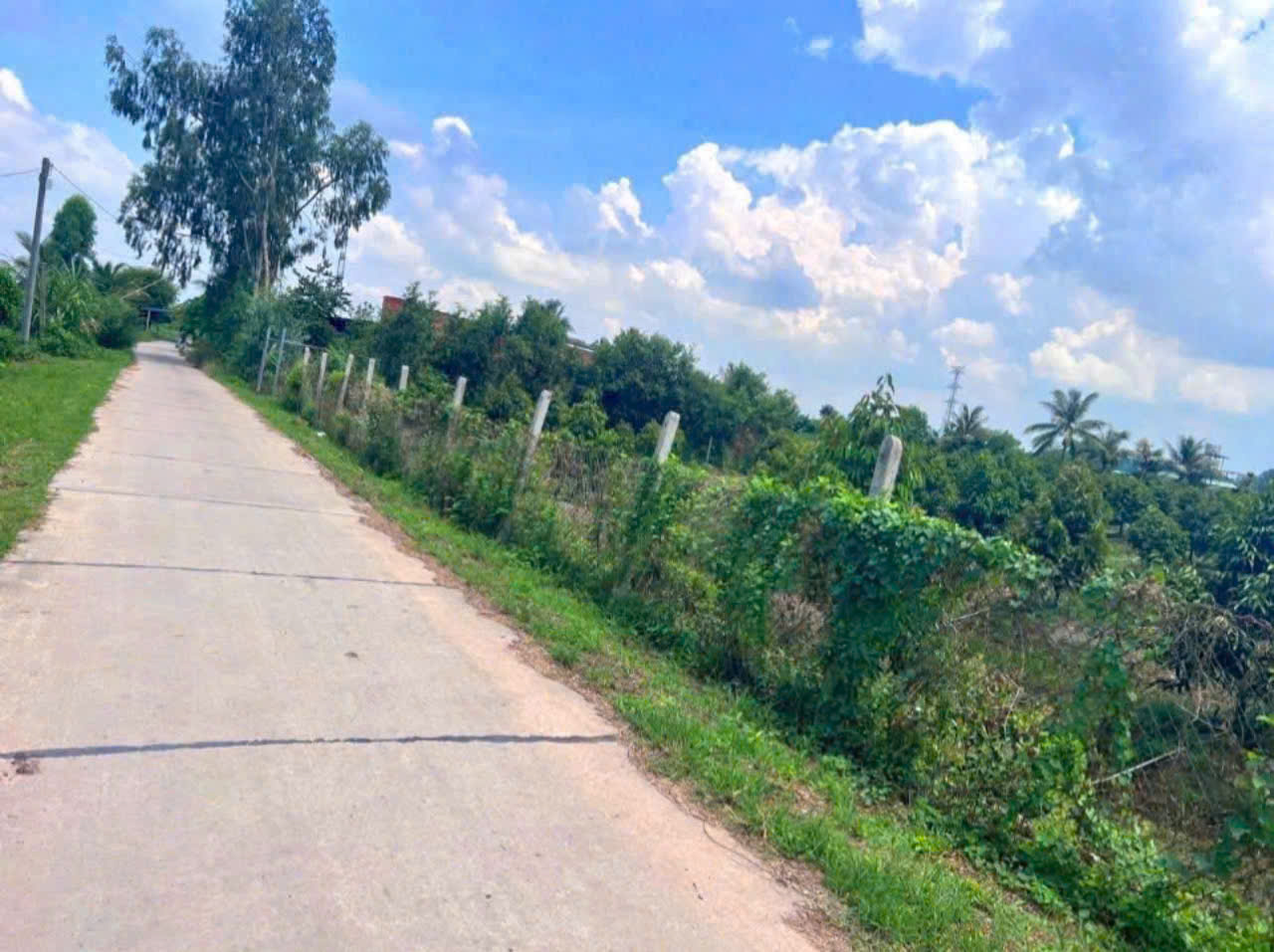 Bán vườn sầu riêng mt sông Vàm Cỏ Đông , xã An Ninh Tây, Đức Hòa tdt 3 mẫu ( 30.000m2) giá 30 tỷ