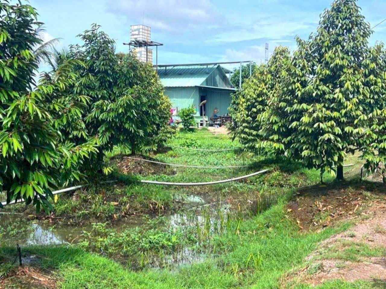 Bán vườn sầu riêng mt sông Vàm Cỏ Đông , xã An Ninh Tây, Đức Hòa tdt 3 mẫu ( 30.000m2) giá 30 tỷ 2