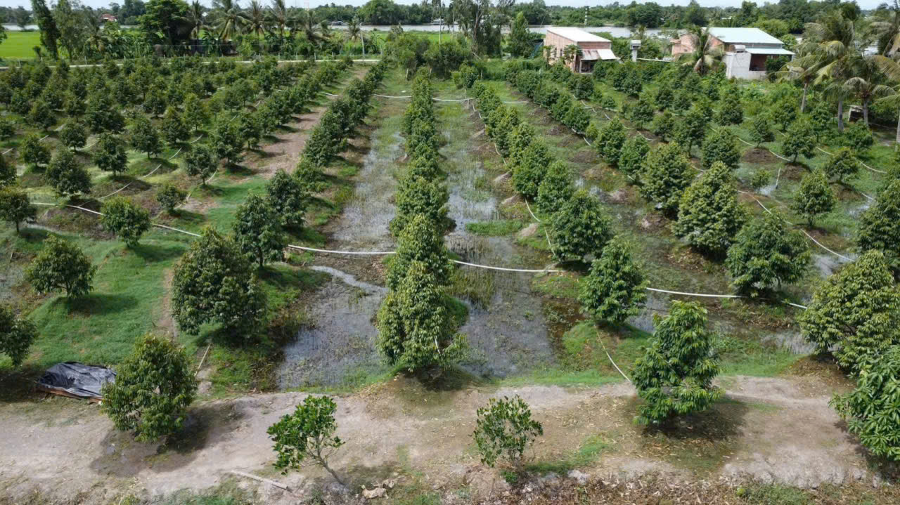Bán vườn sầu riêng mt sông Vàm Cỏ Đông , xã An Ninh Tây, Đức Hòa tdt 3 mẫu ( 30.000m2) giá 30 tỷ 5