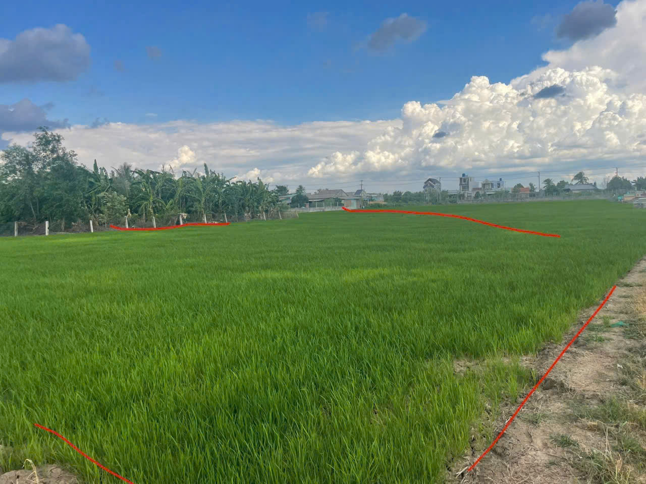 Bán đất lúa hẻm đường xe máy đá xanh xã Phước Vân, Cần Đước dt 2600m2 giá 1,742 tỷ 5