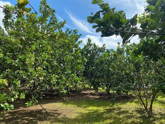 CHỦ NGỘP CẦN BÁN LÔ ĐẤT THỔ CƯ - SẲN VƯỜN BƯỞI MÀ CHỈ 250 TRIỆU. 3