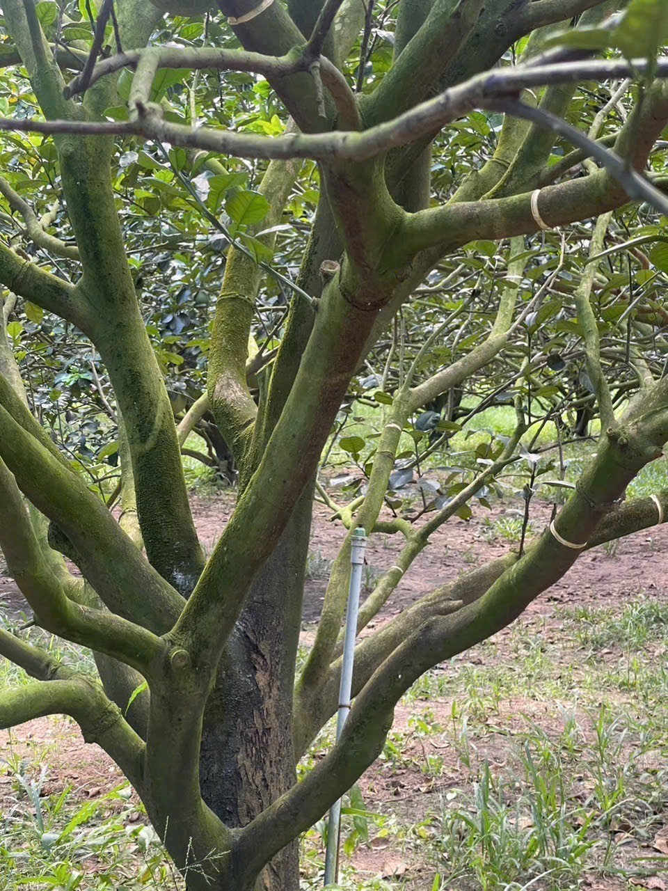 CHỦ NGỘP CẦN BÁN LÔ ĐẤT THỔ CƯ - SẲN VƯỜN BƯỞI MÀ CHỈ 250 TRIỆU.