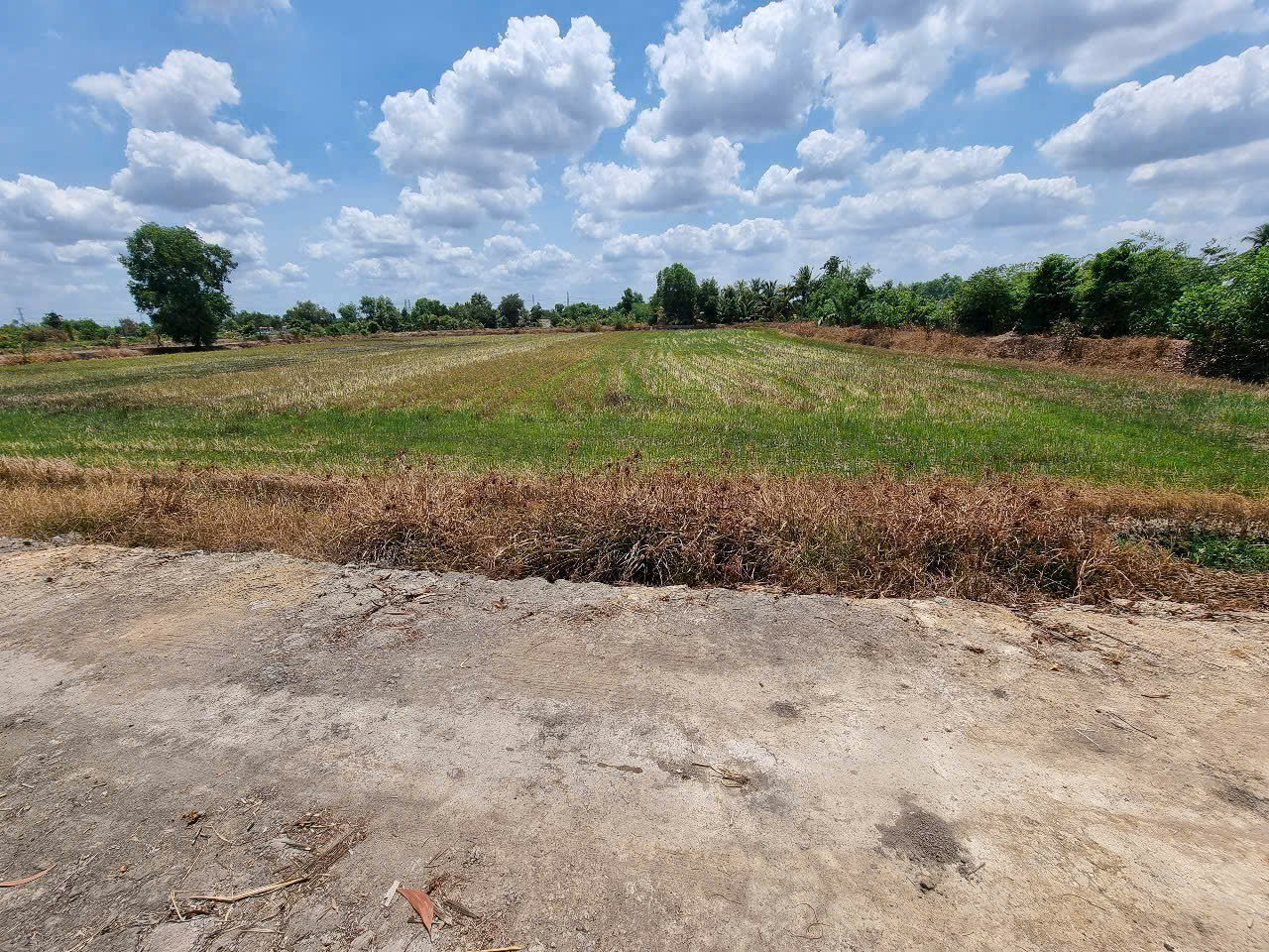 Bán đất mt sông Vàm Cỏ Đông xã Hòa Khánh Nam tdt 9000m2 ( có 185m2 thổ) giá 12,5 tỷ 3