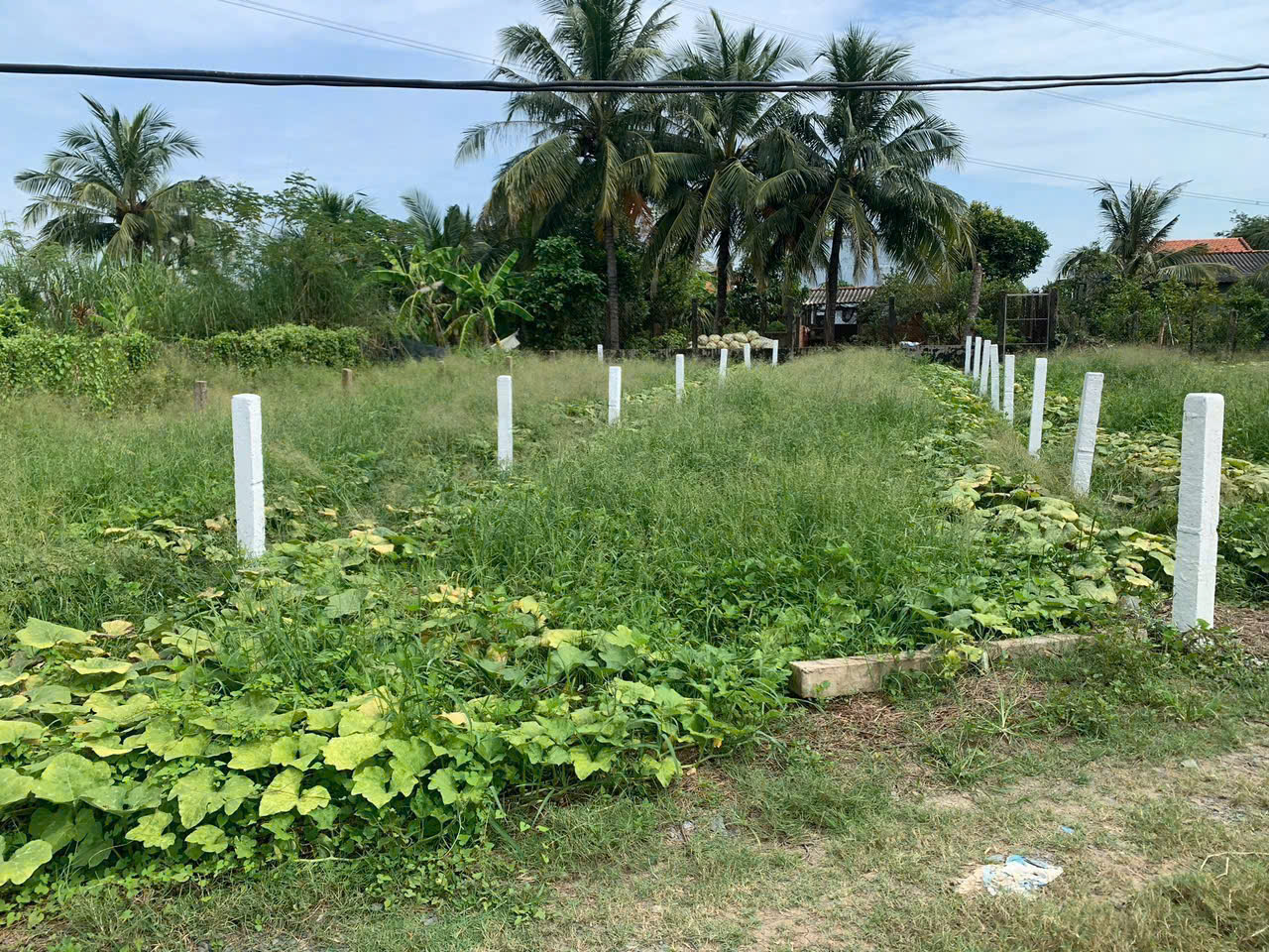 Bán nền thổ cư đường đá xanh 3,5m , xã Quê Mỹ Thạnh , Tân Trụ dt 123m2 giá 380 triệu 3