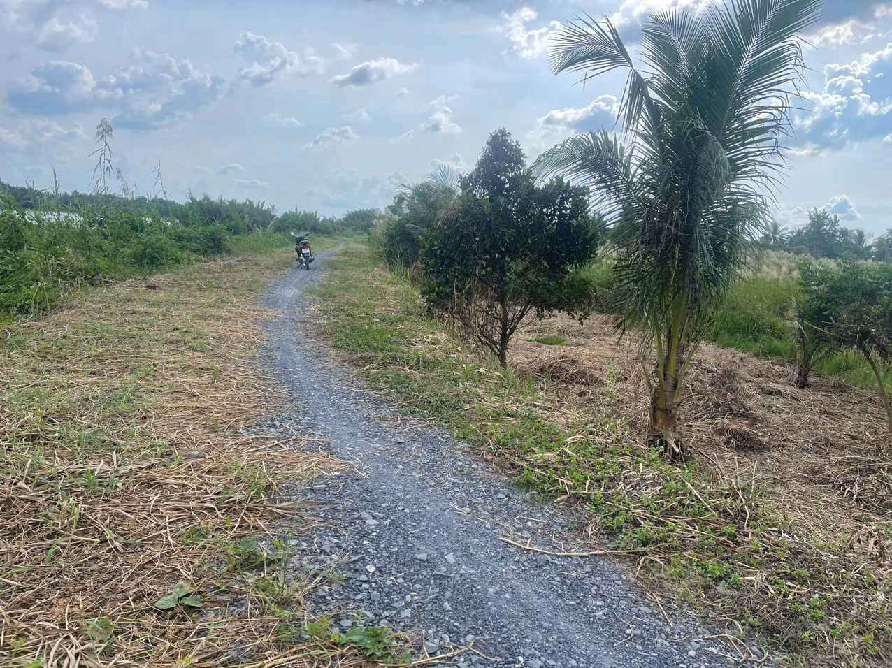 Bán đất mt sông Vàm Cỏ Đông , xã Thạnh Lợi tdt 2833m2 ( có 300m2 thổ ) giá 5,3 tỷ 2