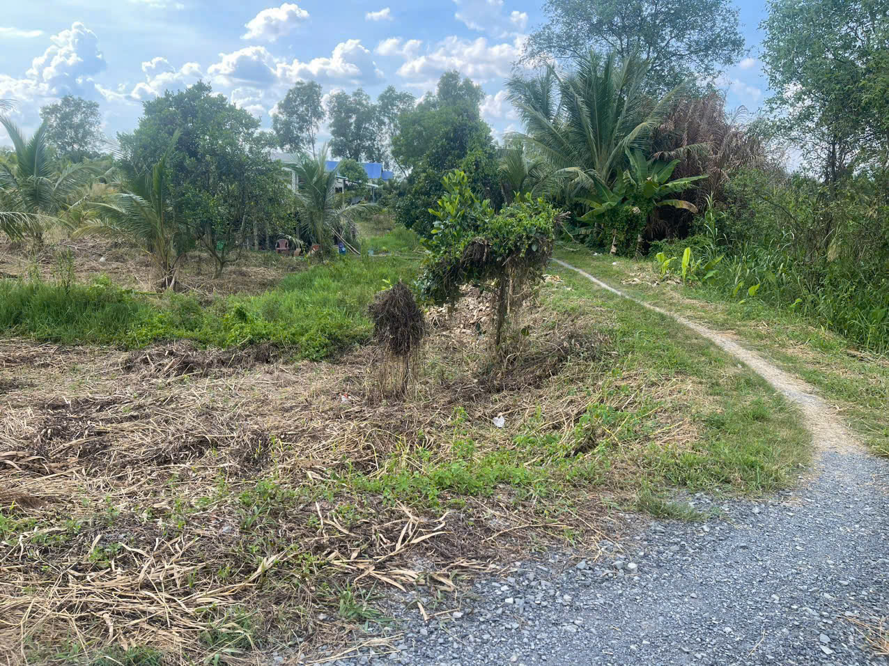 Bán đất mt sông Vàm Cỏ Đông , xã Thạnh Lợi tdt 2833m2 ( có 300m2 thổ ) giá 5,3 tỷ 4